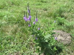 Image result for Fuirena stricta