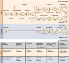 Meiosis and mitosis worksheet answers study guide answers chapter 10 mendel and meiosis comparing mitosis and meiosis worksheet answers it also includes interphase to reinforce the idea that dna replication occurs before mitosis. Meiosis And Gametogenesis Biology I Laboratory Manual