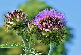 Artichoke And Cardoon Spadefoot Nursery
