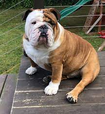 1848 old norcross rd,suite 600 lawrenceville, ga 30044. Pin By The Great British Bulldog On English Bulldogs In 2021 Bulldog Puppies Bulldog English Bulldog