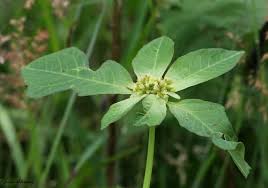 Image result for Euphorbia heterophylla