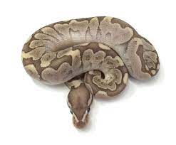 Bamboo Ball Python For Sale Python Regius Ball Python Colors Pythons For Sale Ball Python