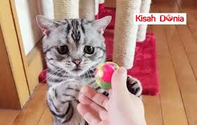Terima kasih sudah berkunjung, jangan lupa untuk bookmark gambar kucing paling comel di dunia using ctrl + d (pc) atau command + d (macos). Kucing Ini Dipanggil Sebagai Kucing Paling Sedih Di Dunia Wajahnya Viral Hebat Di Laman Sosial Kisah Dunia