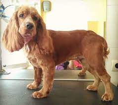 20 Best Cocker Spaniel Haircuts For Your Puppy The Paws Cocker Spaniel Haircut Dog Haircuts Cocker Spaniel Grooming