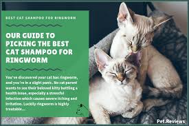 This will be most common in longhaired cats, or those with. 7 Best Ringworm Cat Shampoos With Our 2021 Budget Friendly Pick