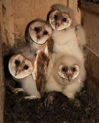 State of pennsylvania and accepted by the pennsylvania ornithological records committee (porc). State Of The Birds Pennsylvania Positives Pennsylvania Ebird