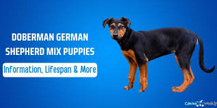 This breed's exact history is unknown. Doberman German Shepherd Mix Puppies Information Lifespan More