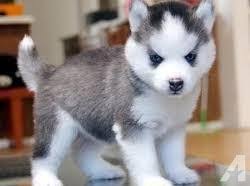 Click here to be notified when new siberian husky puppies are listed. Ader Siberian Husky Puppies For Sale For Sale In Phoenix Arizona Classified Americanlisted Com