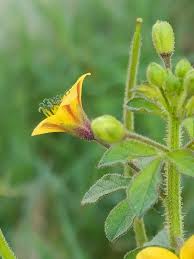 Image result for Cleomaceae