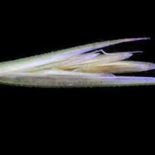 Image result for Trichoneura schlechteri