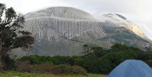 Image result for Erianthemum schelei