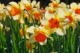Transplanting container grown daffodils how to transplant. Daffodil Clean Up And Care Tips Daffodils Gardening Blooming Secrets
