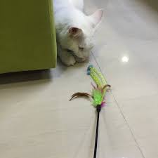 Shah alam has a similar urban layout to petaling jaya or subang jaya, albeit with a twist: Photos At Imadi Pet Now Closed Pet Store In Shah Alam