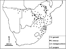 Image result for Strychnos lucens