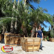 Maybe you would like to learn more about one of these? Pygmy Date Palm Palm Tree Palm Paradise Nursery