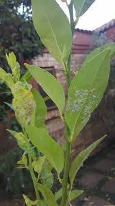 Disease On Lemon Tree 274985 Ask Extension
