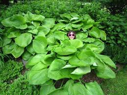 Reaching 3 feet in height with a 6 feet spread this. Sum And Substance Hosta