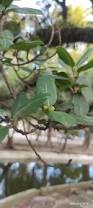 Image result for Ficus persicifolia