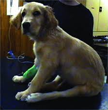 A 3 Month Old Female Golden Retriever Presented For Hind Limb Weakness Download Scientific Diagram