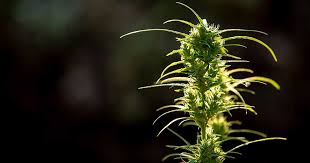 THCA Flower Benefits: Discover Its Uses and Effects