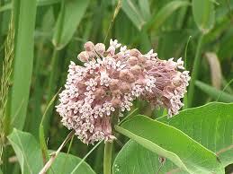 Common Milkweed Asclepias Syriaca At Bachman S Landscaping Low Maintenance Plants Herbaceous Perennials Milkweed Flower