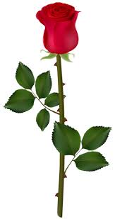 Red Rose Png Image In 2020 Rose Flower Png Red Rose Png Flower Png Images
