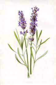 D8f626bf4e3606110cf9ebda002497d9 Jpg 676 1024 Botanicheskie Printy Botanicheskie Risunki Vintazhnye Izobrazheniya