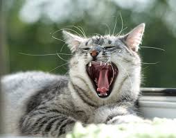 Il est important de le brosser, le laver au besoin, lui couper les griffes, mais aussi lui laver les dents s'il en a besoin. Comment Brosser Les Dents De Votre Chat Prendre Soin D Un Chat Chats Guide Omlet France