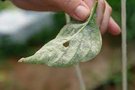 Szerezze be 12.000 másodperces (25 kép/s) black pepper plants sway in című stockvideónkat. White Powder On Pepper Leaves How To Manage Powdery Mildew On Pepper Plants