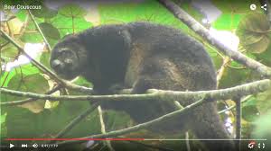 Ursinus is threatened by hunting, collection for the pet trade and deforestation. Mountain Bear Cuscus Mammal Watching