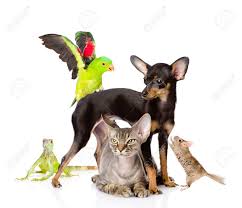 Animalssale.com is a classified of dogs, cats, pets for sale, exotic animals, birds, fish. Group Of Exotic Pets Isolated On White Background Stock Photo Picture And Royalty Free Image Image 28604416