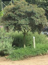 Image result for Croton gratissimus