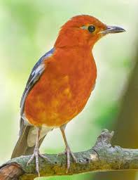 Bird With Orange Wings Orange Headed Thrush Colorful Birds Bird Photography Birds