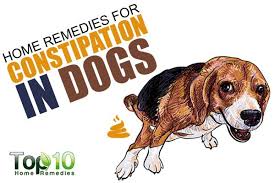 Pin On Dog Meds