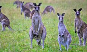 Australia kêu gọi người dân ăn thịt kangaroo - VnExpress