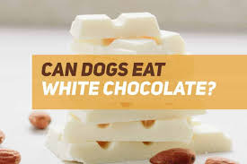 We did not find results for: Can Dogs Eat White Chocolate Puppyfaqs