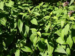 Image result for Hypoestes sp. aff. aristata B