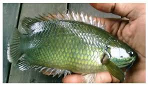 Mesti tengok ikan puyu emas mp3 & mp4. Ikan Puyu Emas