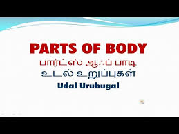 Learn tamilhuman body parts in tamil add missing human body parts. Vocabulary About Parts Of Body Including Tamil Meaning Part 1 Youtube