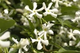 Il viburnum tinus è un arbusto sempreverde dal fogliame decorativo e con infiorescenze bianche o rosa, originario delle regioni mediterranee. Gelsomino Il Jasminum Officinalis Gelsomino Officinale E Una Pianta Rampicante A Foglia Caduca O Semi Sempreve Pianta Di Gelsomino Sempreverde Piantare Fiori