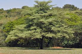Image result for Terminalia sericea