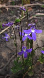 Image result for Lobelia lobata