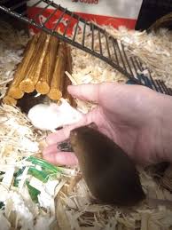 Alibaba.com offers 5,274 dried herbs flowers products. Dried Herbs Safe For Hamsters Mice Rodents Amino Amino