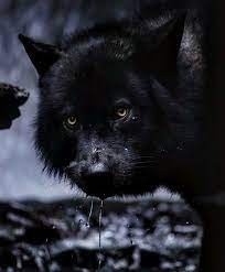 the beauty of wolves おしゃれまとめの人気アイデア pinterest chumani on tree 黒オオカミ 狼犬 オオカミ