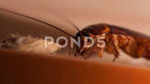 The game my flag da homies official music video. Pest Control Stock Video Footage Royalty Free Pest Control Videos Pond5