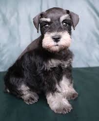 Before buying a puppy it is important to understand the associated costs of owning a dog. Schnauzer Puppies For Sale Schnauzer Puppies Schnauzer For Sale