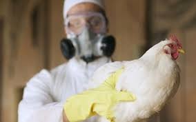 La gripe aviar se debe a la infección por cepas del virus de la gripe a, que en condiciones normales sólo infectan a aves salvajes y de corral. Imbnmt 7giltim