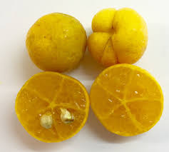 Eremorange A Natural Hybrid Of The Australian Desert Lime And An Orange Small Fruits But Extremely Flavourful Citron Caviar Arbuste Fruitier Citron