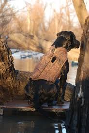 Avery Boaters Dog Parka Buckbrush Dogs Unlimited