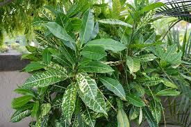 Image result for Croton kilwae